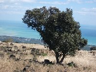 iara Scorciavacca-20110306 031
